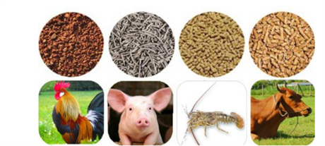 Phân tích thức ăn chăn nuôi bằng thiết bị quang phổ cận hồng ngoại